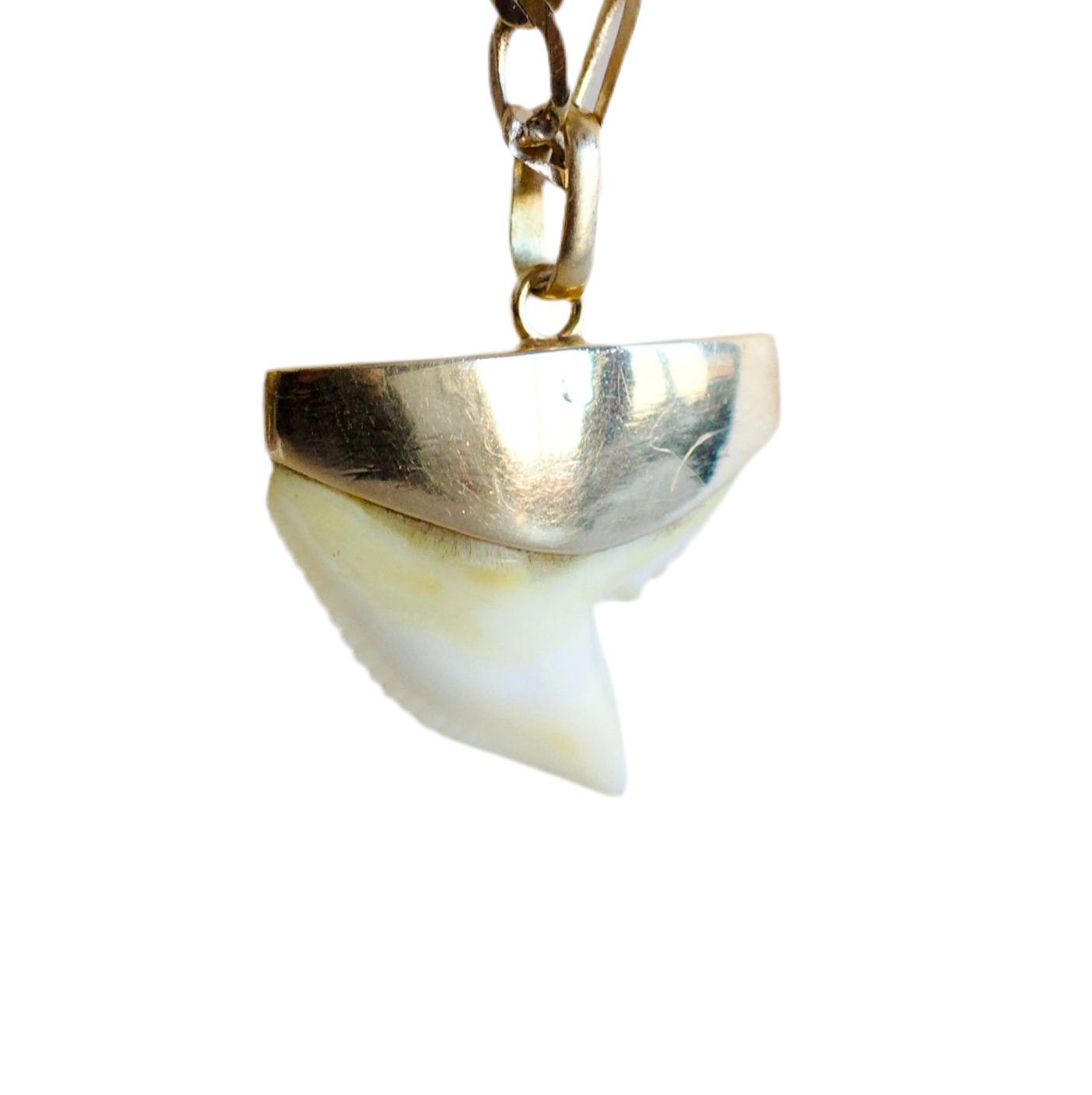 Rare - Illustre pendentif en or 18 carats avec Dent de Requin